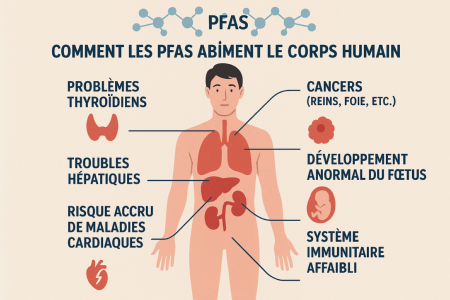 Comment les PFAS, affectent le corps humain